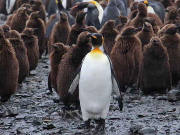 Epic Antarctica cruise