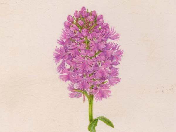 Greek painting holiday, botanical painting course