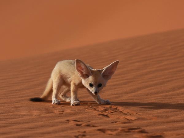 Western Sahara desert wildlife tour | Responsible Travel Western Sahara desert wildlife tour | Responsible Travel