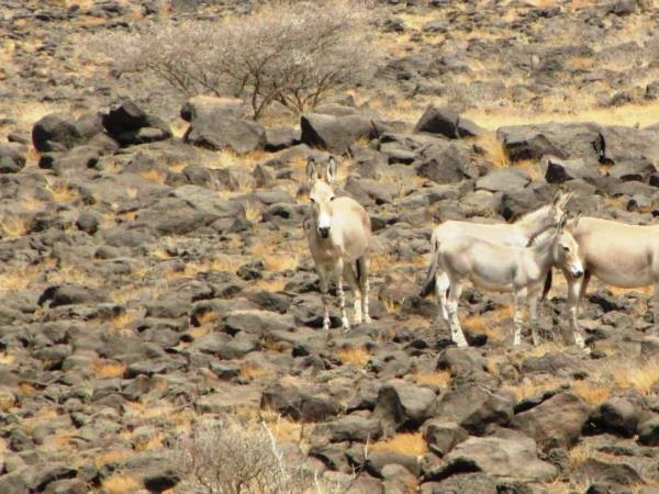 Eritrea holidays in 2022 & 2023 | Responsible Travel
