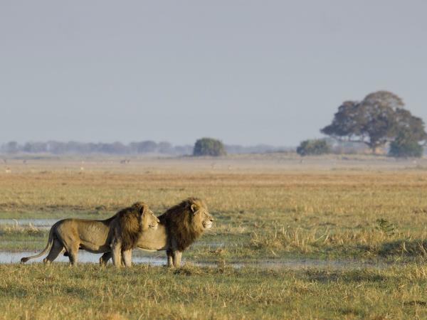 Zambia wildlife holiday in depth