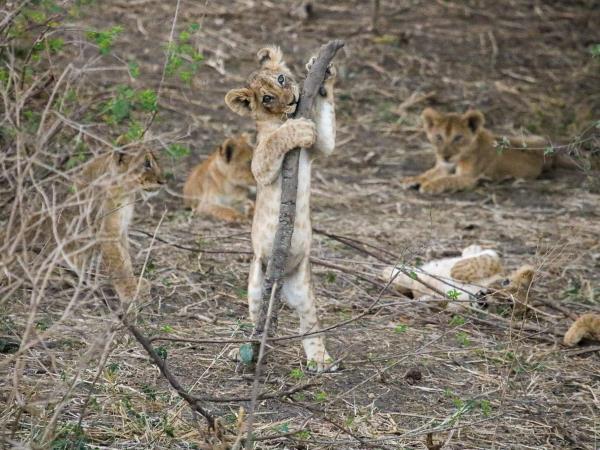 Tanzania Southern circuit safari holiday