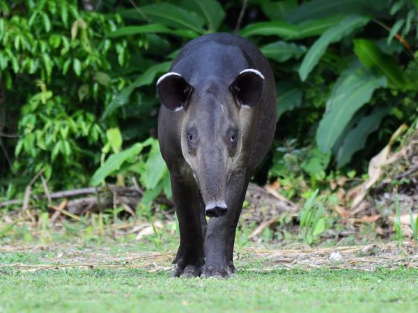 Costa Rica wildlife tour with zoologist guide | Responsible Travel