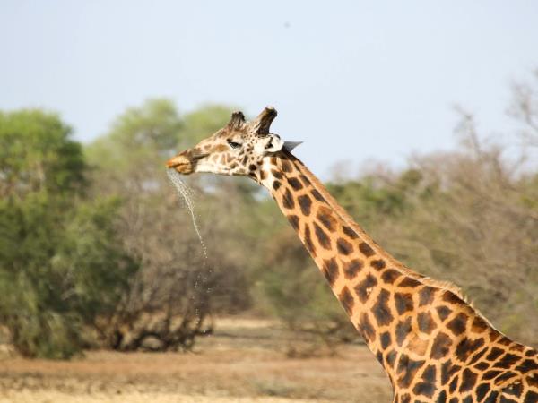 Northern Cameroon safari expedition