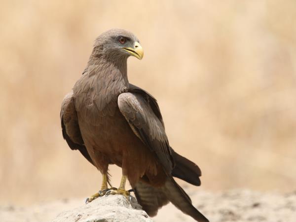 Sao Tome & Principe birding tour