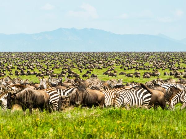 Wildebeest migration holidays in 2023 & 2024 | Responsible Travel Wildebeest migration holidays in 2023 & 2024 | Responsible Travel