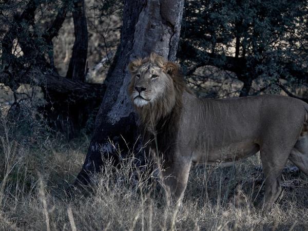 Zimbabwe luxury safari in Hwange NP
