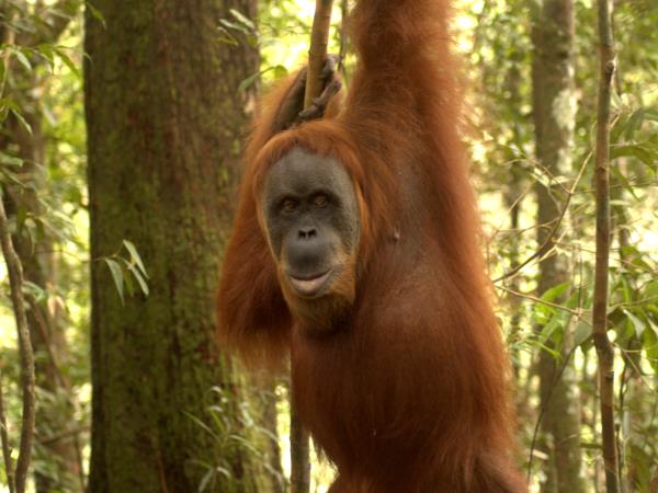 Wildlife holidays in Indonesia in 2026 & 2027 | Responsible Travel