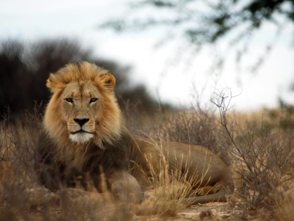 Northern Cape wildlife holiday in South Africa