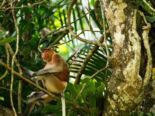 Borneo culture, nature & wildlife tour 