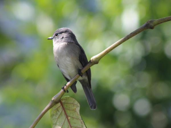 Uganda bird watching holiday with primate trek