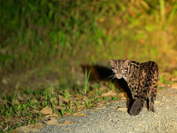 Borneo rare mammals wildlife tour