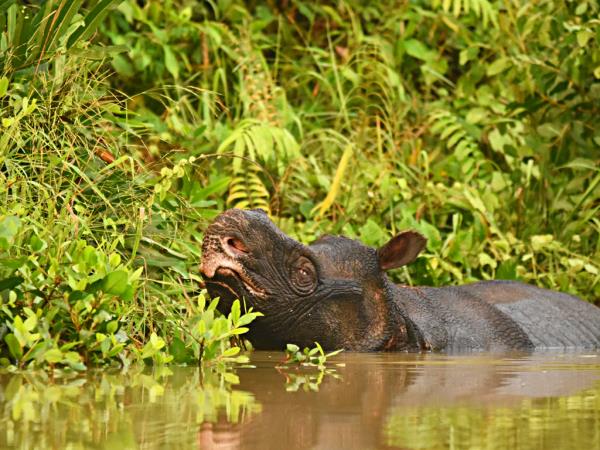 Wildlife holidays in Indonesia in 2026 & 2027 | Responsible Travel