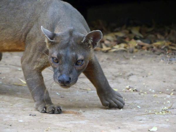 Madagascar 2 week wildlife tour