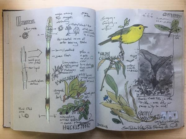 Keeping an illustrated nature journal, in Greece