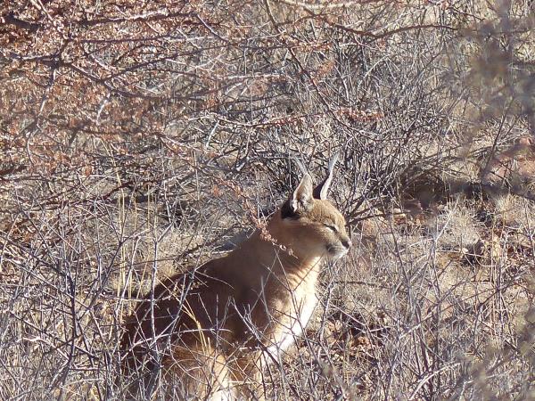 Eastern Tanzania safari, Saadani National Park