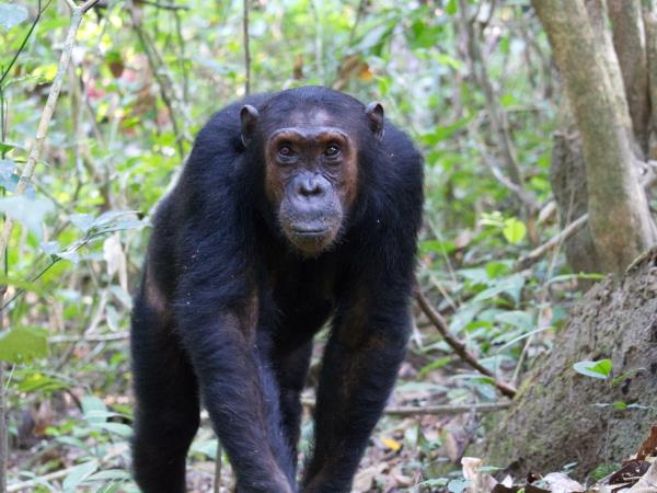 Western Tanzania safari, Katavi & primates 