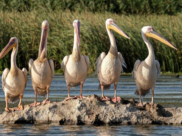 Burundi bird watching holiday