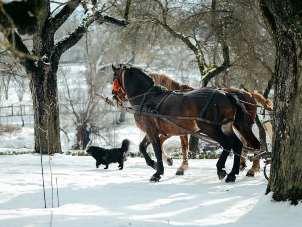 Christmas week in Transylvania holiday