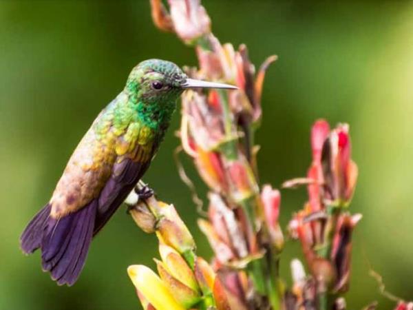 Trinidad & Tobago nature holiday