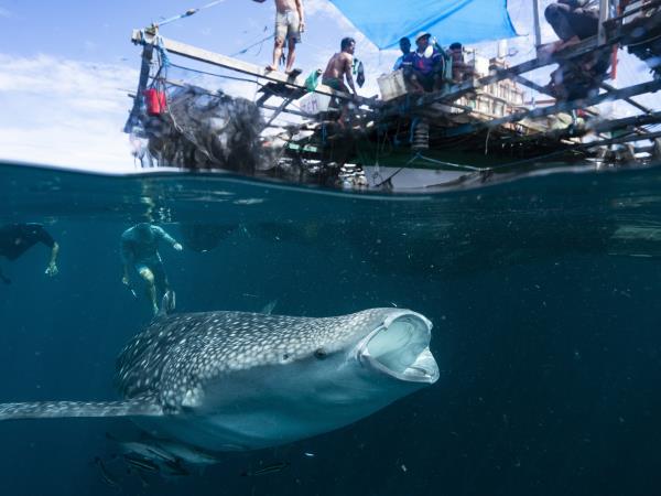 Indonesian Islands expedition cruise