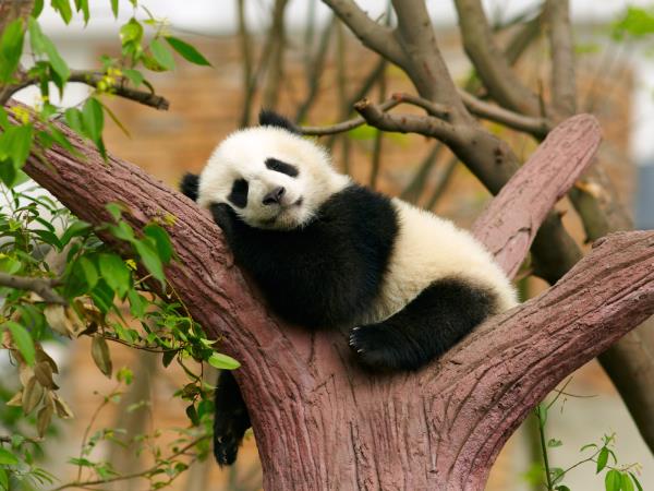 China tour with Pandas and Yangtze cruise