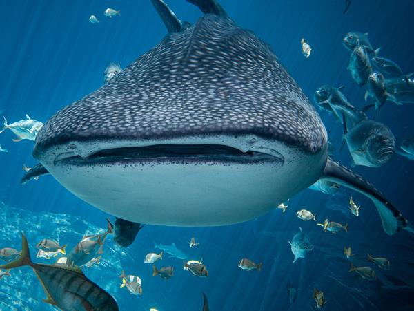 Cancun whale shark holiday, Mexico