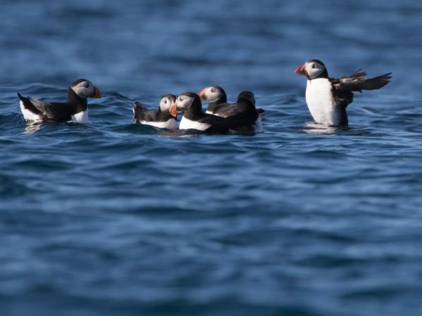 Scottish Hebrides guided wildlife tour