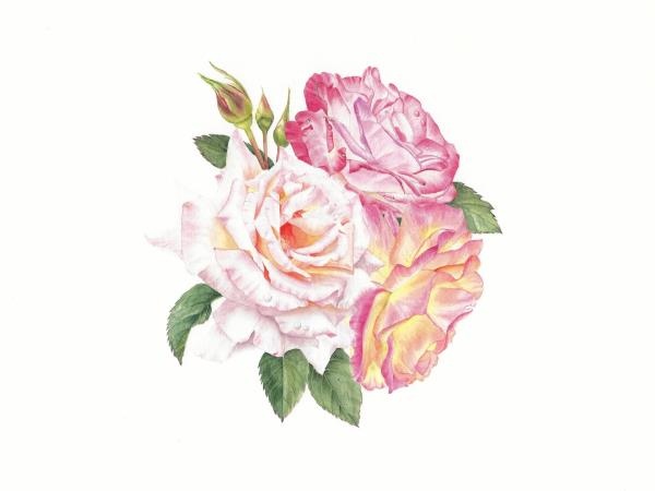Botanical painting course in Greece