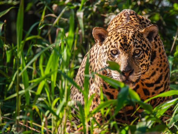 Brazil luxury wildlife and beach adventure holiday
