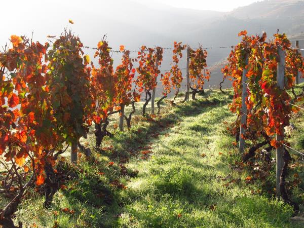 Portuguese Douro wine region walking holiday