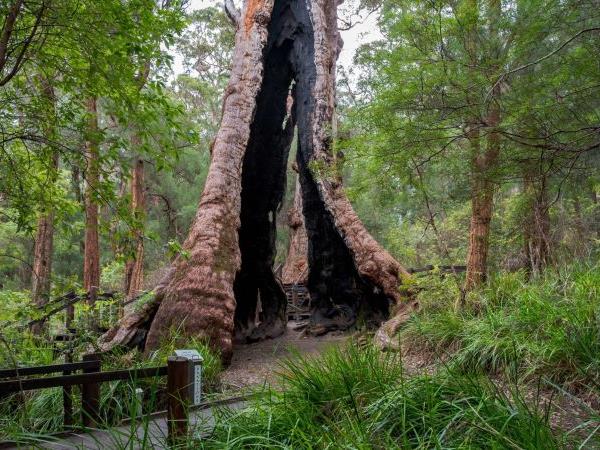 Bibbulmun track walking holiday, Western Australia