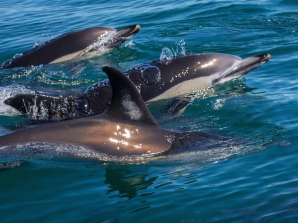 Azores family winter holiday, whale watching & walking