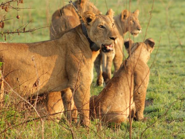 Gorillas and Masai Mara wildlife holiday