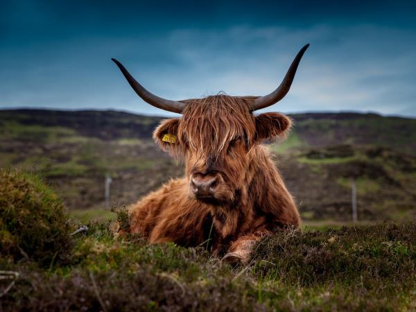 West Highland way walking holiday, 8 days