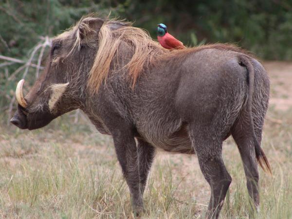 Uganda & Rwanda wildlife holiday