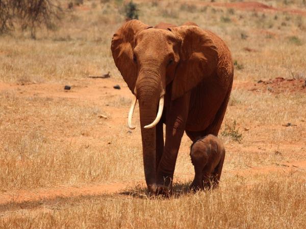 Best of Kenya safari holiday