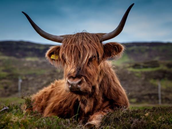 Walk The West Highland Way, self-guided 