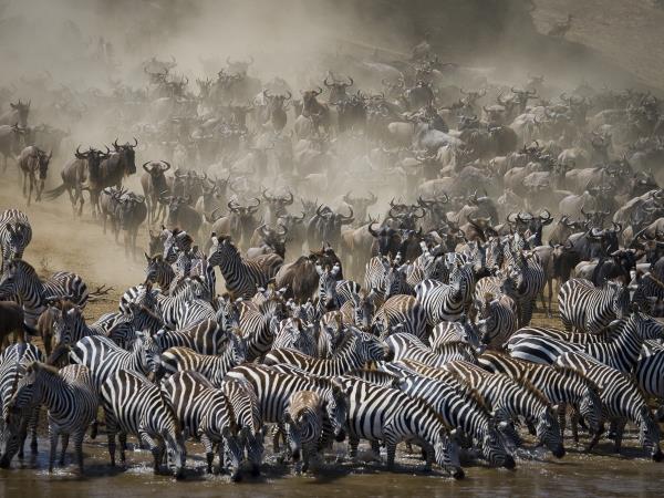 Great Migration photo safari, Masai Mara, Kenya 