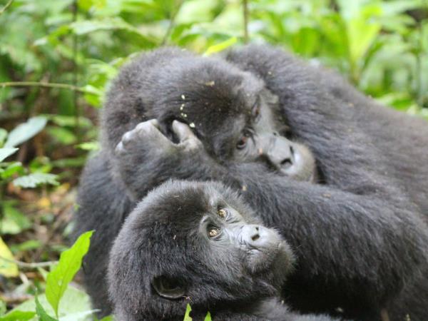 Luxury gorilla and wildlife holiday, Uganda