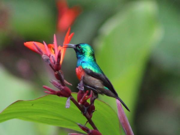 Bird watching and primate holiday in Uganda
