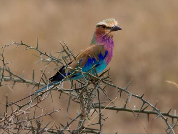 Bird watching and safari holiday, Tanzania