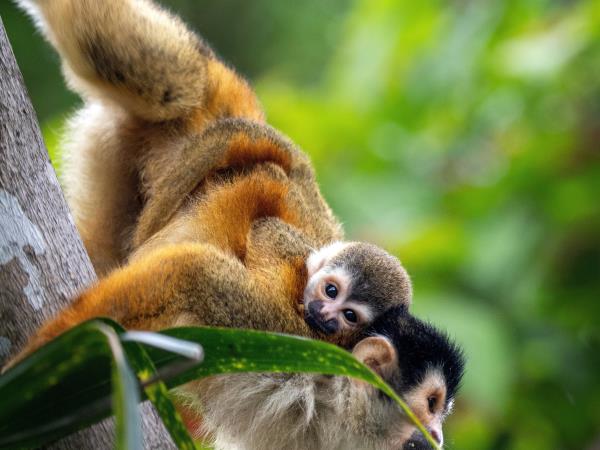Costa Rica wildlife & wilderness tour