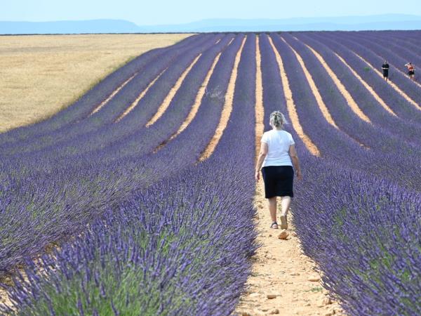 Provence lavender tour