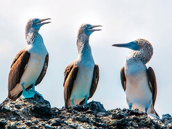 Galapagos Islands small ship cruise holiday