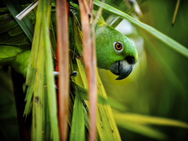 Rare wildlife holiday, Costa Rica