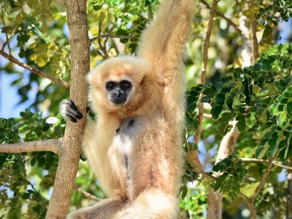 Family wildlife rescue holiday, Thailand
