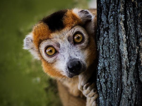 Madagascar wildlife experience holiday