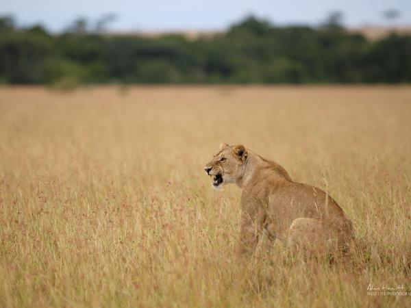 Tanzania photography safari tour