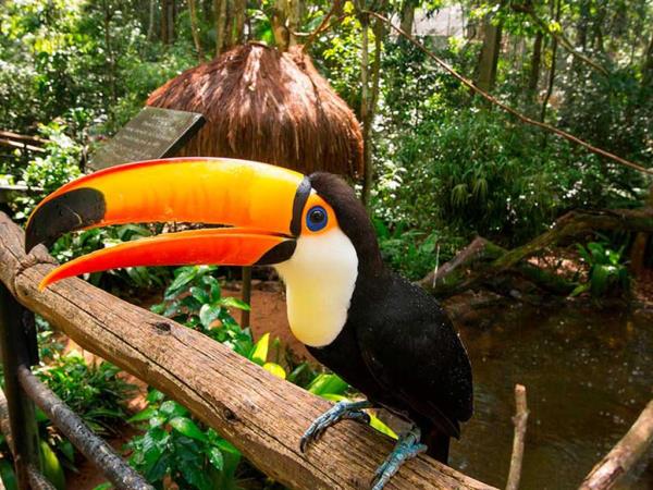 Brazil budget holiday, Pantanal and Iguazu